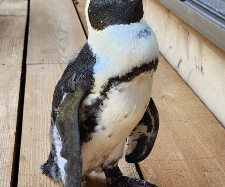 A runaway penguin spent two weeks missing at sea. A typhoon may have saved her