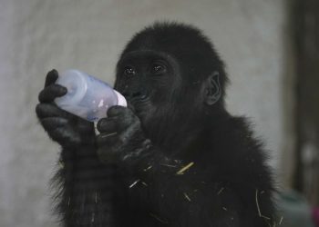 Baby gorilla rescued from cargo hold of Turkish Airlines plane
