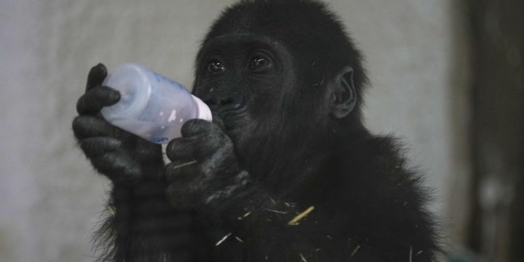 Baby gorilla rescued from cargo hold of Turkish Airlines plane
